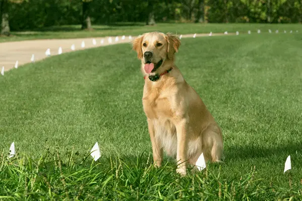 minnesota-wireless-in-ground-dog-fence-training copy