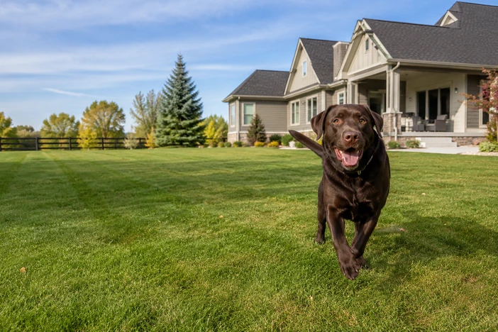 A-and-M-In-Ground-Dog-Fencing-Installation-and-repair-Princeton,Minnesota-near-me